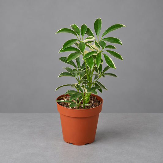 Potted Schefflera Moonlight 'Umbrella Plant' with variegated green and creamy yellow leaves on a solid grey surface with grey background.