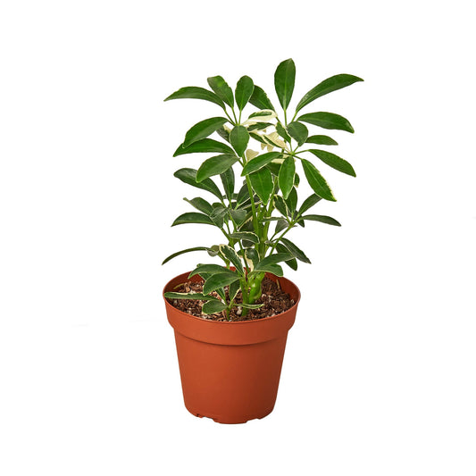 Potted Schefflera Moonlight 'Umbrella Plant' with variegated green and creamy yellow leaves in a brown pot.