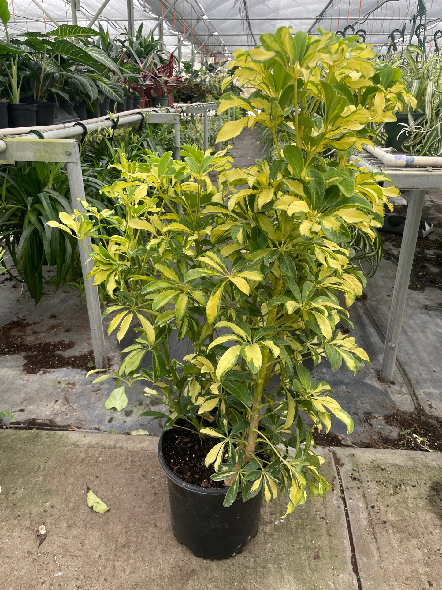 Variegated Schefflera Umbrella Tree in a black pot, showing lush green and yellow splashed leaves.