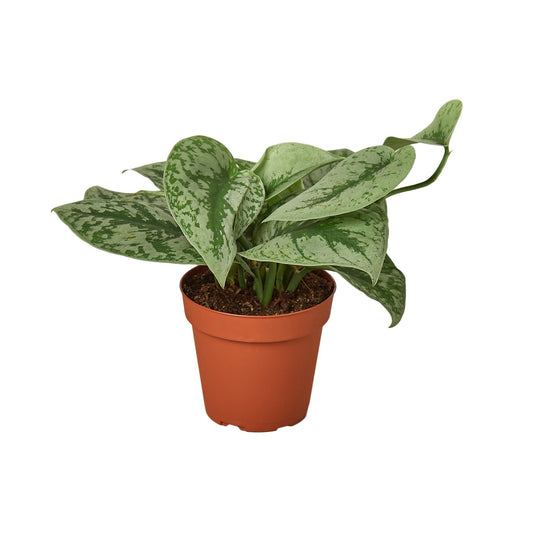 Scindapsus pictus 'Exotica' - 6" Pot