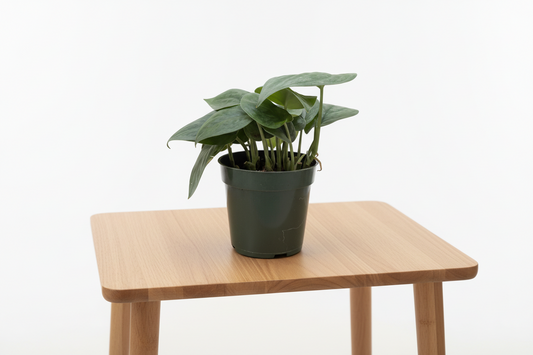 Scindapsus Platinum Java plant in a dark green pot on a light wooden table.