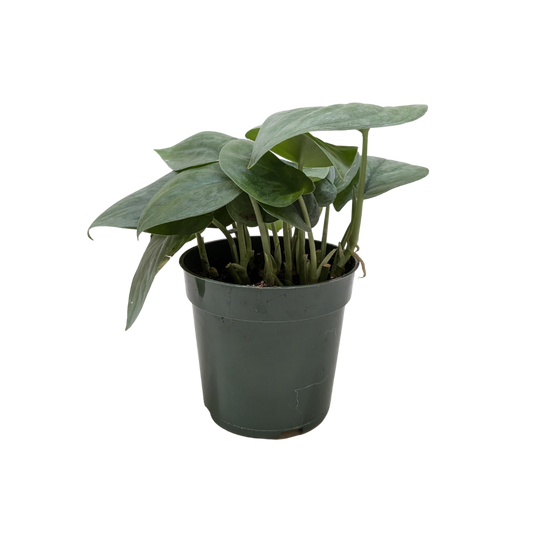Scindapsus Platinum Java plant in a dark green pot on a light wooden table.