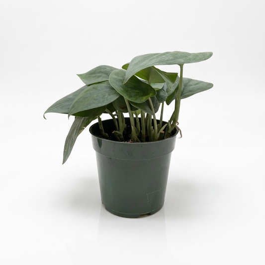 Scindapsus Platinum Java plant with silver frosted heart shaped leaves in a dark green pot on a white surface and white background.