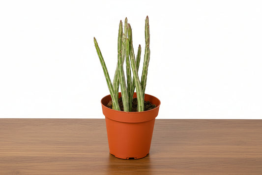 Green Senecio stapeliiformis Pickle Plant succulent in a small terracotta pot on a wooden surface.