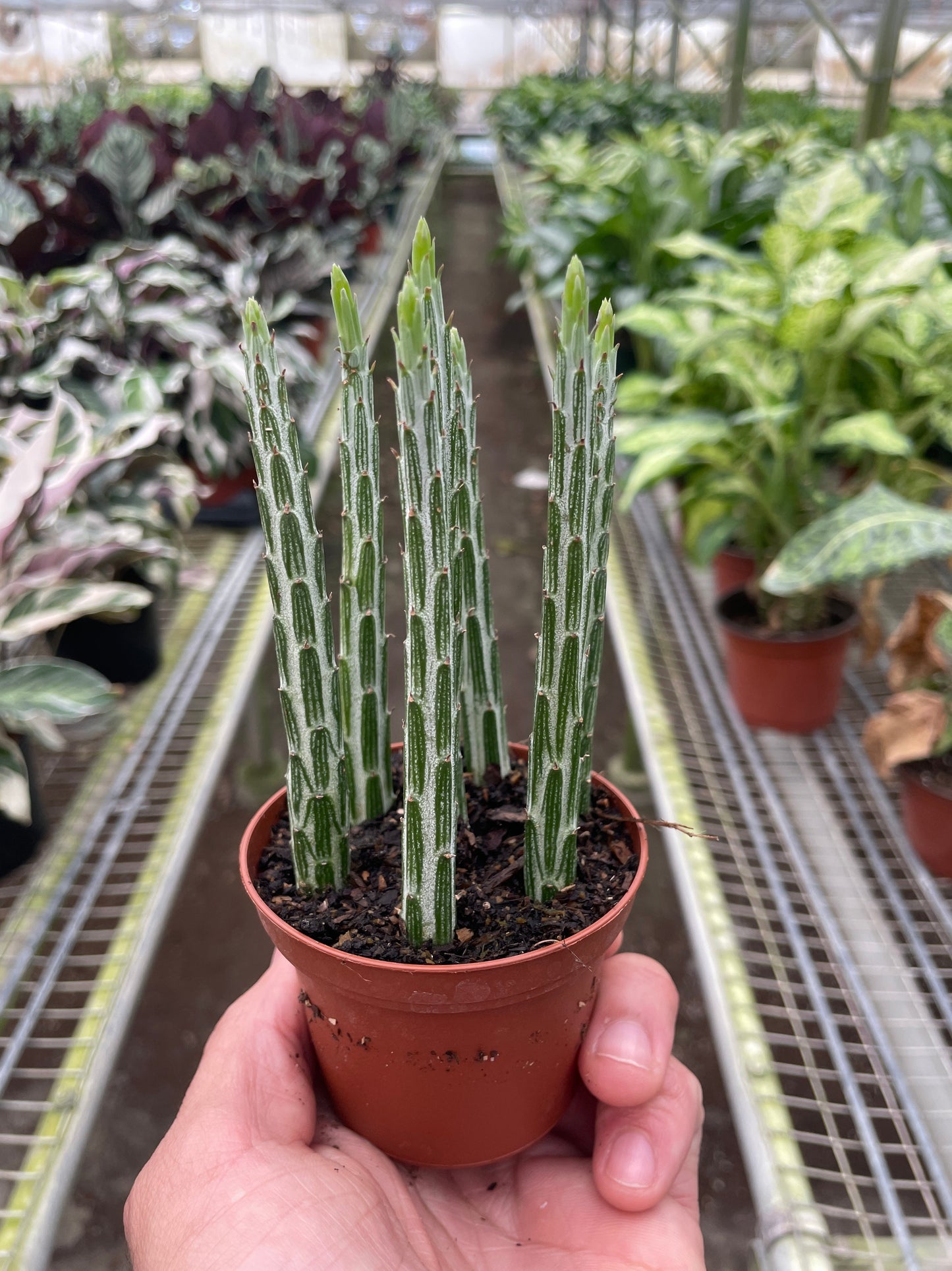 Senecio stapeliiformis Pickle Plant succulent with segmented green and white stems in a brown pot.
