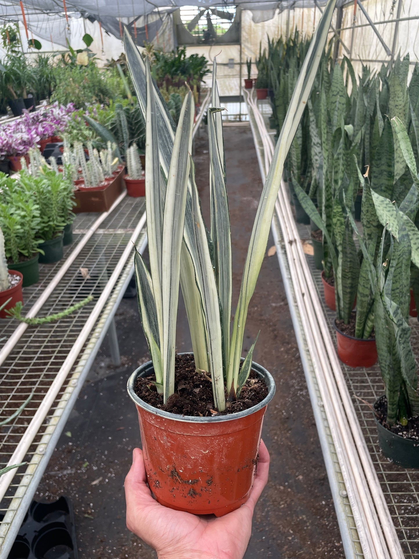Person holding a potted plant in a greenhouse setting with other plants in the background.