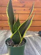Snake Plant Black Robusta