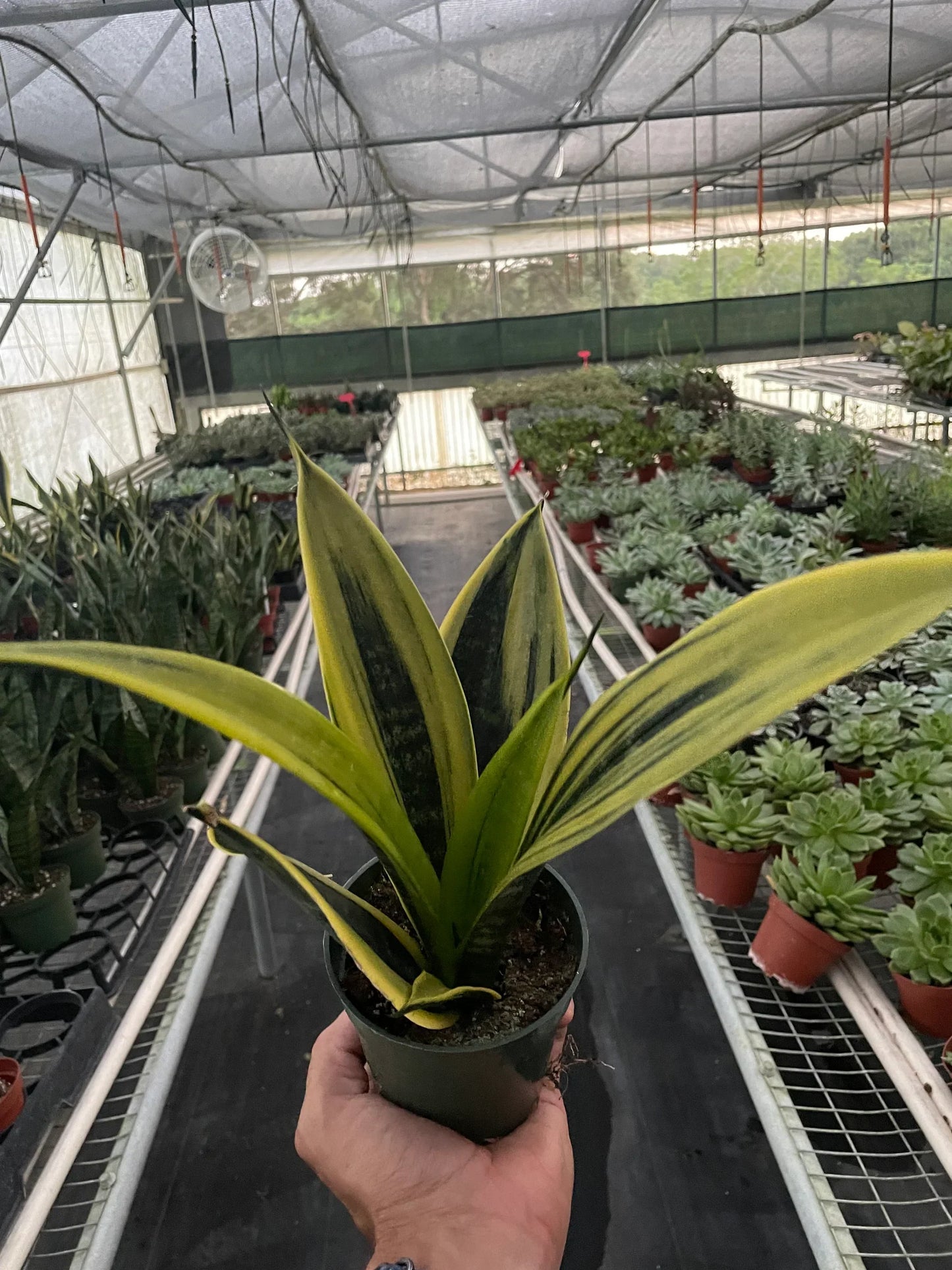 Snake Plant 'Gold Flame' with dark green and golden-yellow variegated leaves in a black pot.