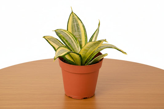Dwarf Snake Plant Gold Hahnii in a brown pot, featuring yellow leaves with green streaks.