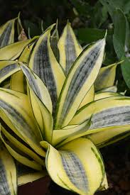Dwarf Sansevieria 'Golden Hahnii' snake plant with yellow leaves and green streaks.