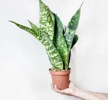 Snake Plant Jaboa