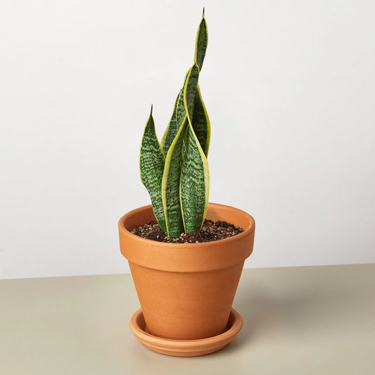 Snake Plant Laurentii in a terracotta pot, featuring dark green leaves with yellow outlines.