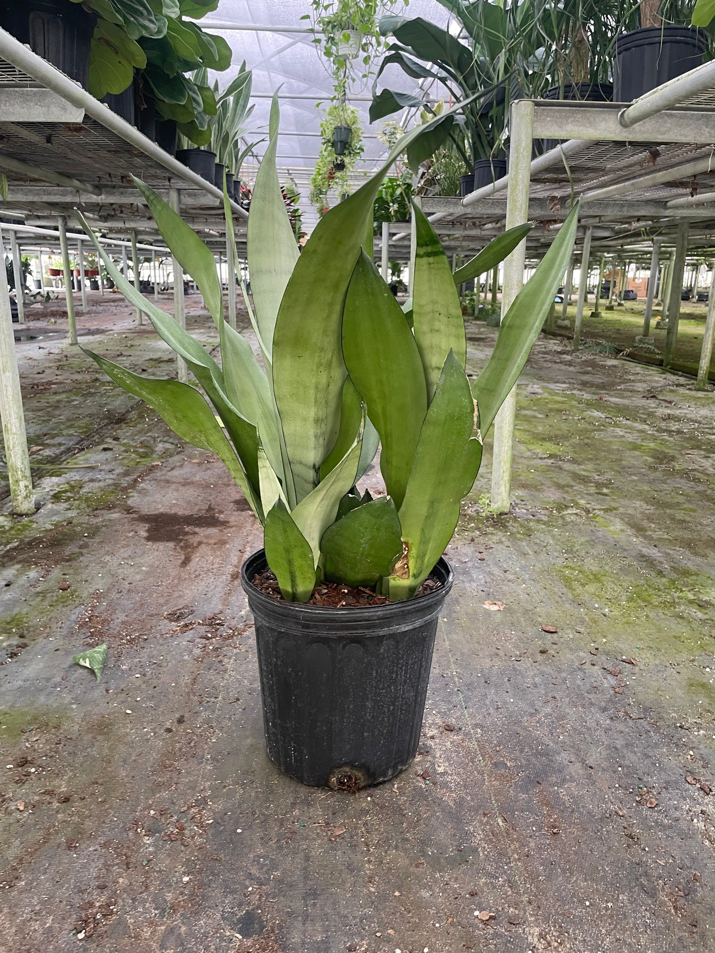 Snake Plant Moonshine with washed out grayish-green sword-shaped leaves in a black pot.