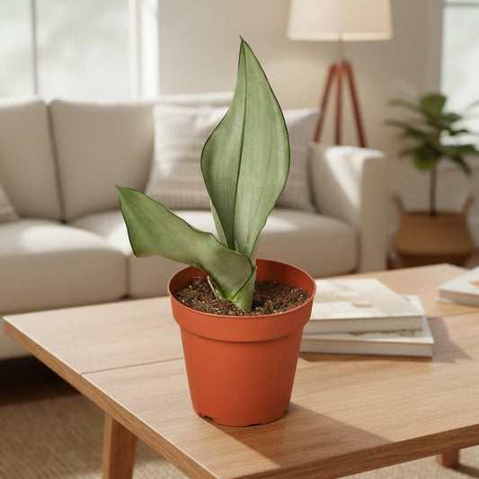Snake Plant Moonshine with unique washed out grayish-green sword-shaped leaves in a brown pot on a coffee table in living room