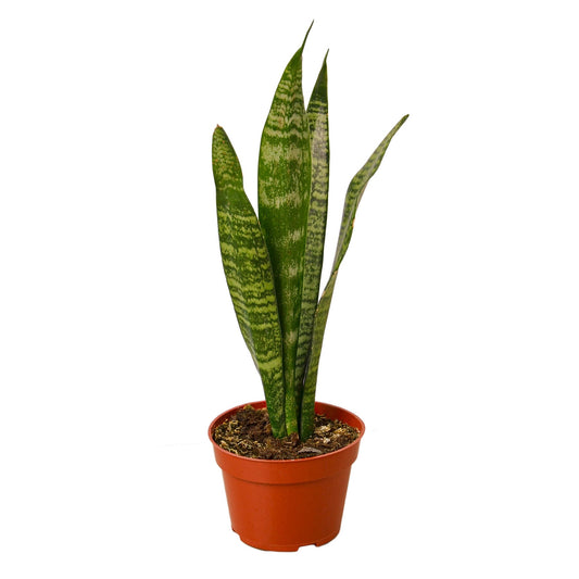 Snake Plant 'Zeylanica' with dark green, sword-shaped leaves in a brown pot.