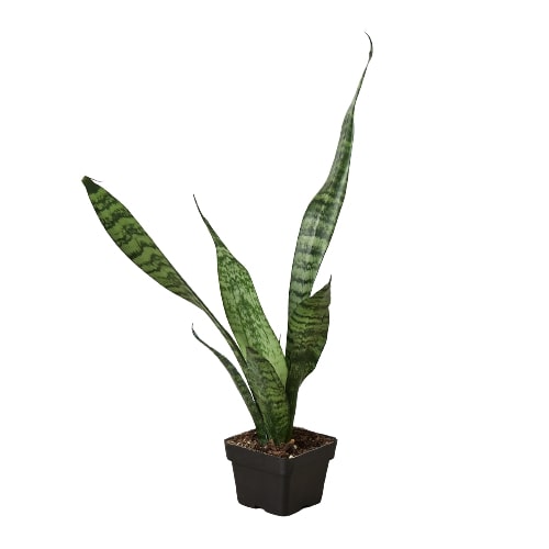Snake Plant 'Zeylanica' with tall, sword-shaped dark green leaves in a black pot.