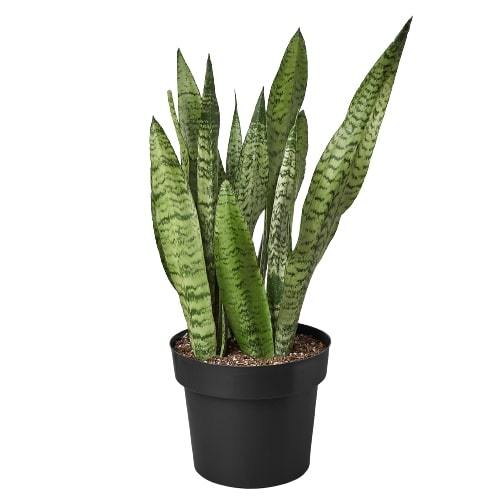 Snake Plant 'Zeylanica' in a black pot, featuring sword-shaped leaves with dark green patterns.