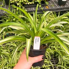 Hand holding a vibrant Spider Plant Hawaiian in a black nursery pot, showing lush green and cream variegated leaves.