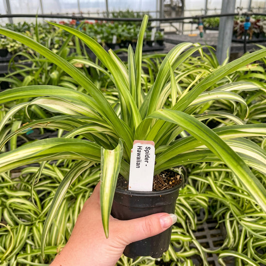Hand holding a vibrant hawaiian spider plant in a black nursery pot, showing lush green and cream variegated leaves in a greenhouse setting with other plants in the background.