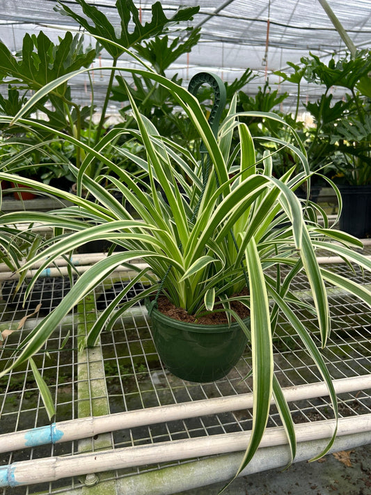 Spider plant reverse with creamy white centers and green edges in a dark green hanging pot sitting on a wired shelf with a greenhouse setting.
