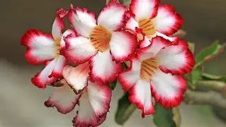 Close-up of vibrant white Desert Rose flowers with striking red-pink edges and yellow centers.