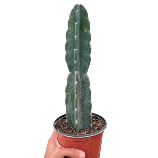 Potted cereus cuddly cactus succulent being held by a hand on a white background
