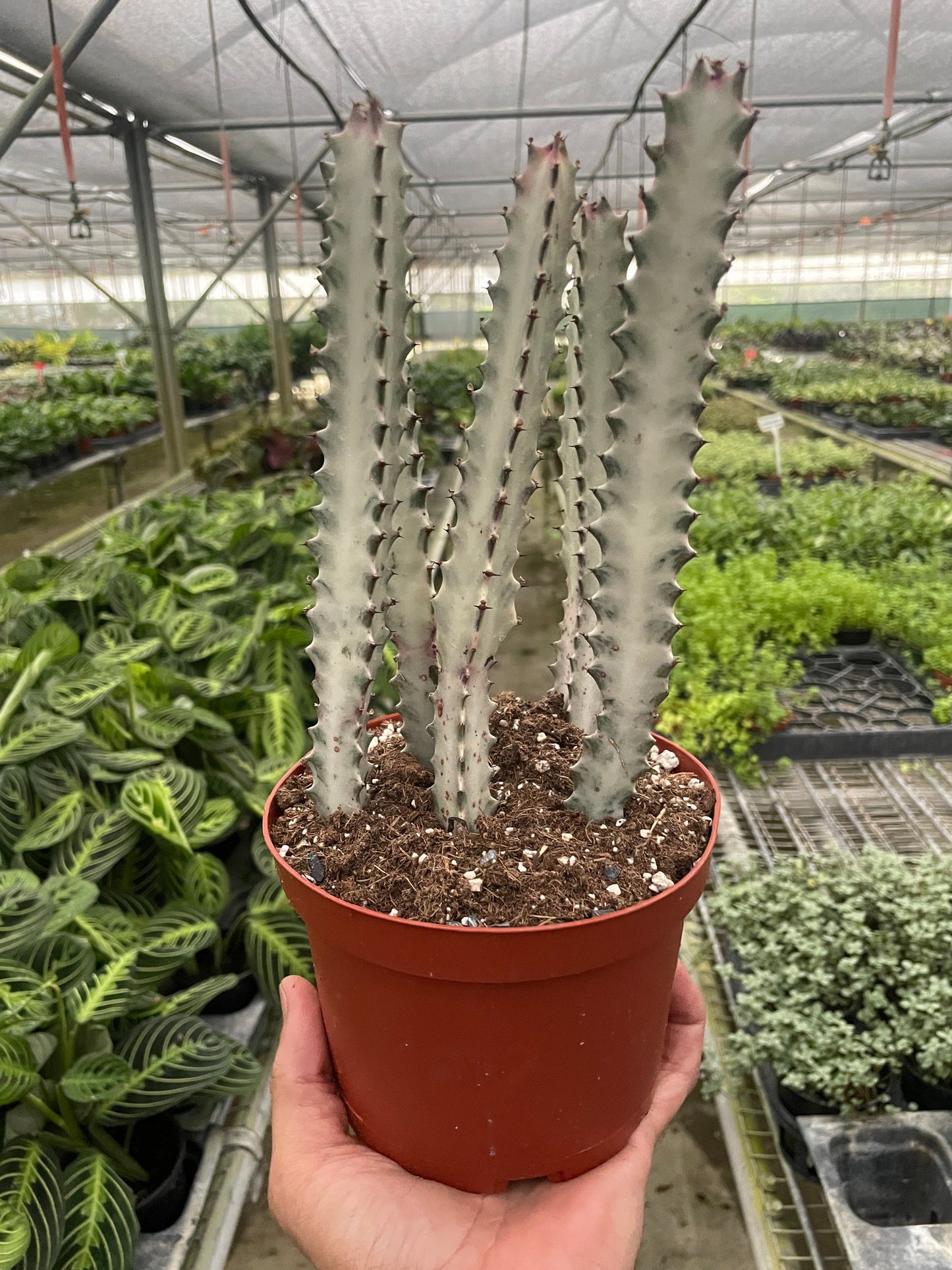 Potted Euphorbia 'Dragon Bone' succulent with mottled silver-green, deeply ribbed stems in a greenhouse.