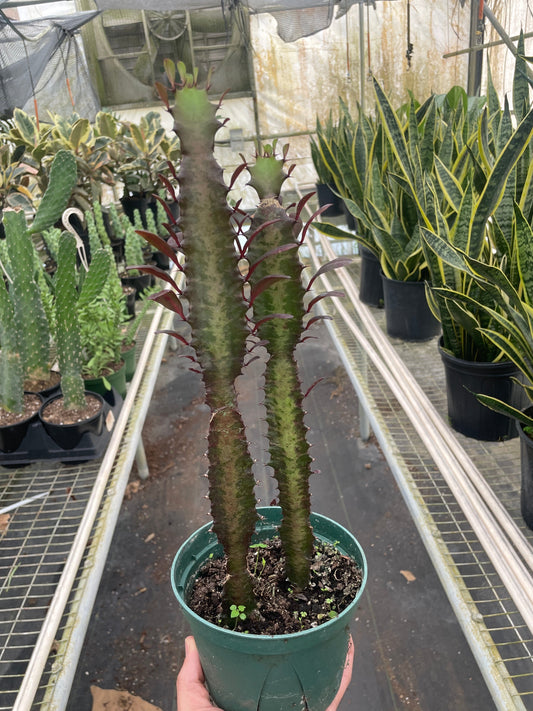 Potted succulent euphorbia cactus held by a hand in a greenhouse setting with other plants.