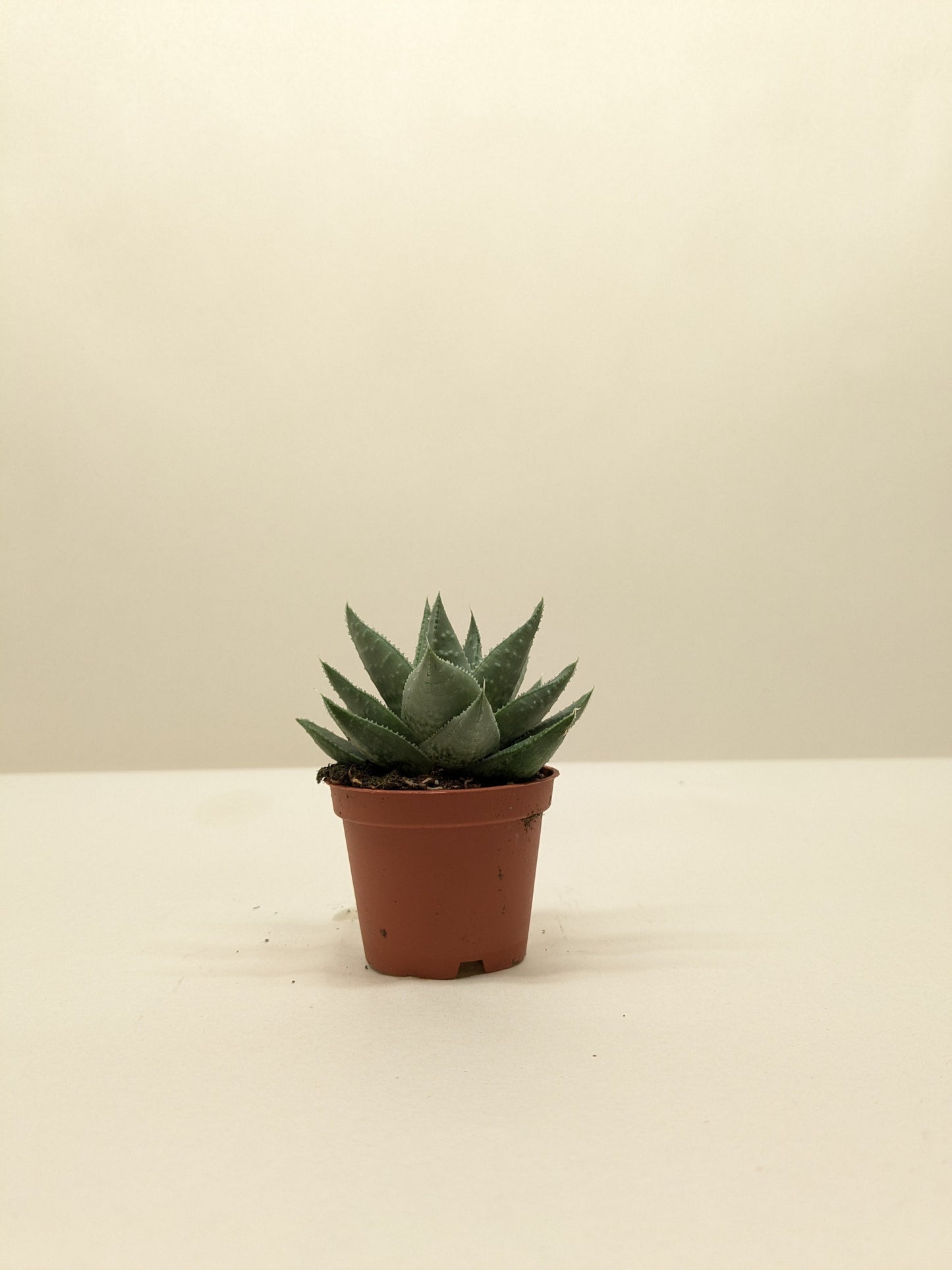 Small green succulent Haworthia Savanna in a brown pot, centered on a light background.