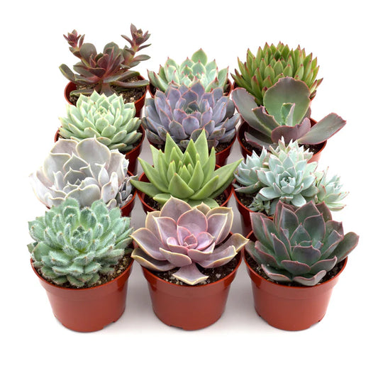 Collection of potted succulents in red pots on a white background
