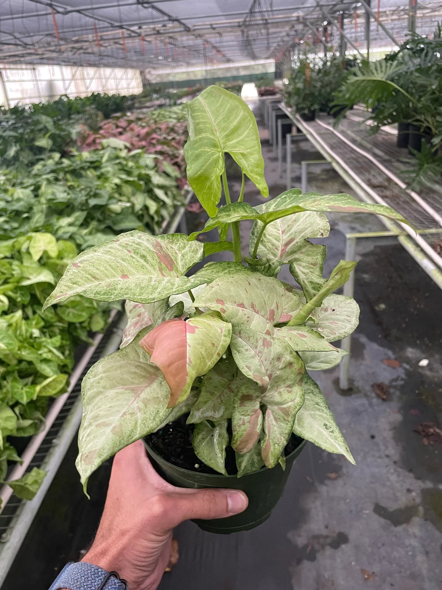 Syngonium 'Confetti' plant with arrow-shaped, light green leaves splashed with pink variegation in a dark pot.