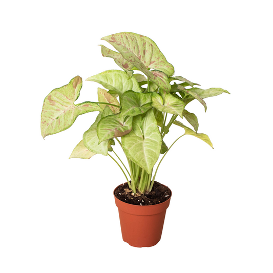 Syngonium 'Confetti' plant with arrow-head shaped light green leaves splashed with pink, in a brown pot.