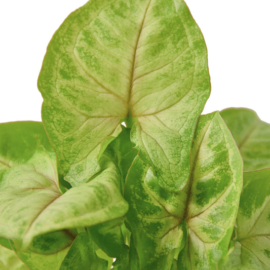 Close-up of Syngonium Gold plant with variegated yellow-gold and green heart-shaped leaves.
