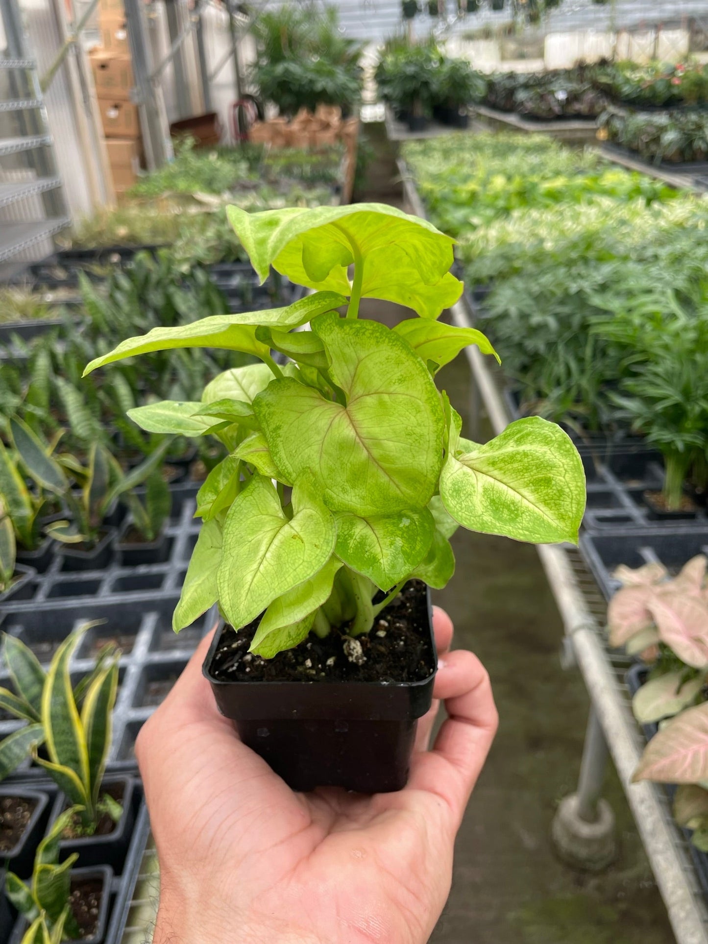 Hand holding a small Syngonium Gold plant with bright yellow-gold leaves and reddish-orange veins in a black pot.