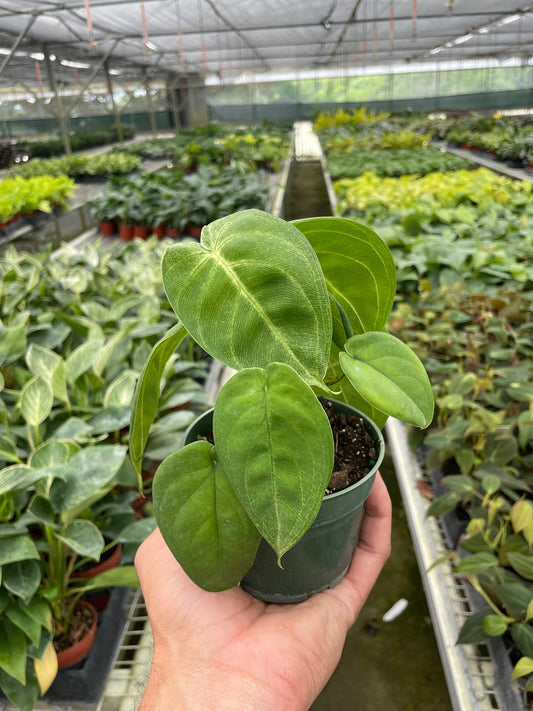 Hand holding a potted Syngonium 'Ice Frost' plant with thick, frosty green leaves.
