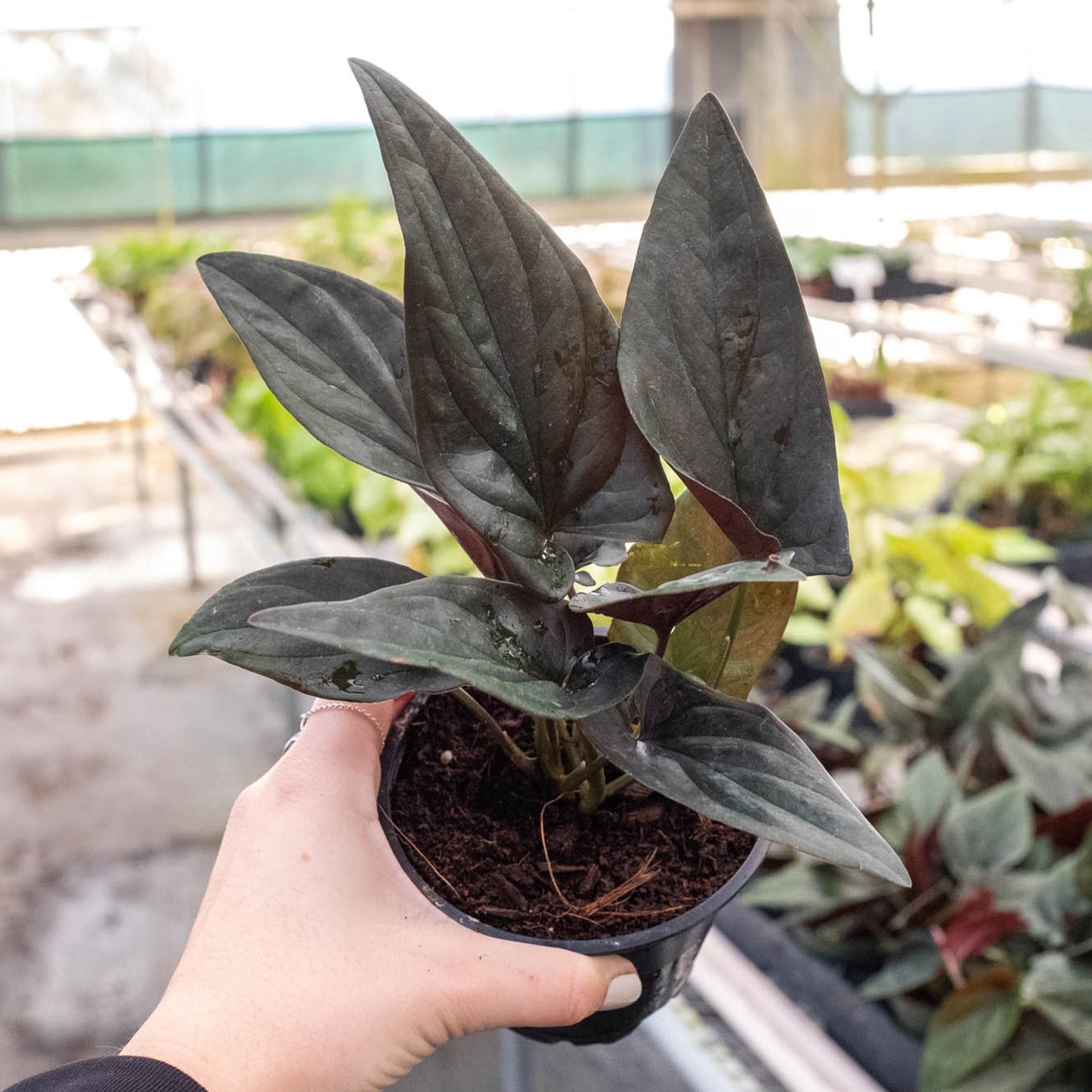 Hand holding a small Syngonium 'Red Arrow' plant with dark green, arrow-shaped leaves and purple undersides.