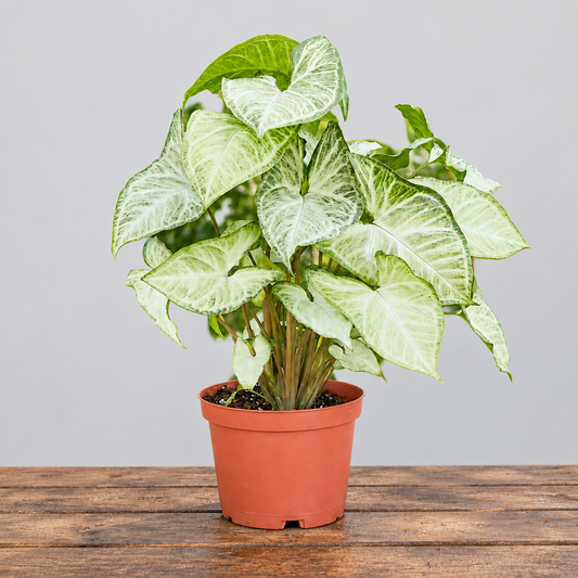a potted Syngonium White Butterfly plant with light green and grey heart-shaped leaves on a brown table with grey background