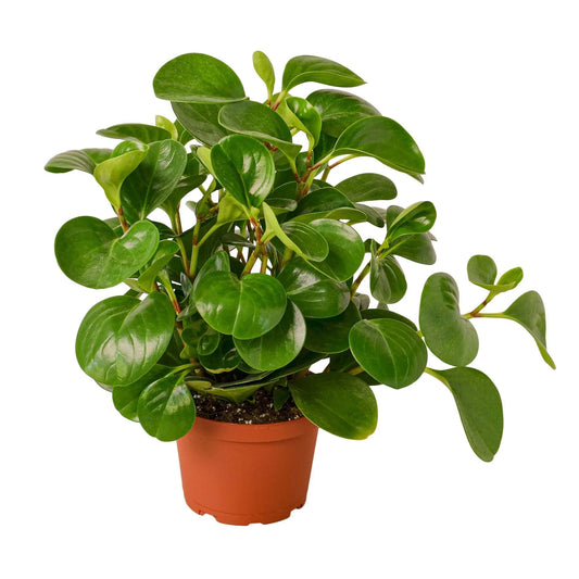 Compact Peperomia 'Thailand' plant with thick, glossy, deep green leaves in a terracotta pot on a wood surface.