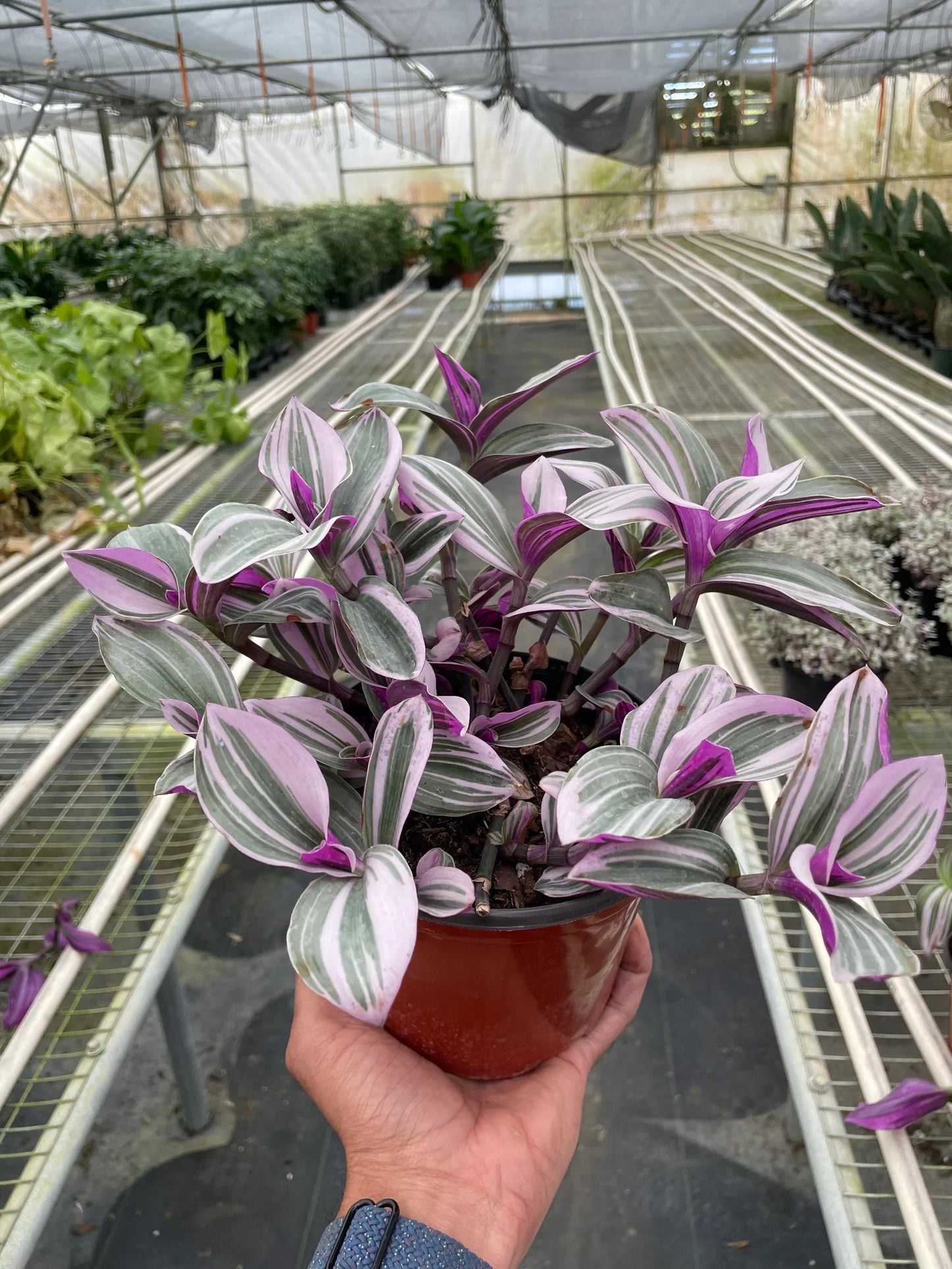 Tradescantia 'Nanouk' plant with green, pink, and purple variegated leaves in a brown pot.