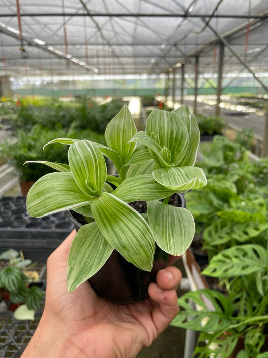 Hand holding a potted tradescantia sanna plant with green tear drop shaped leaves with white strips in a small black pot in a greenhouse setting.
