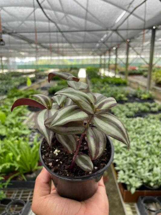 Tradescantia Zebrina 'Wandering Dude' plant with green, silver-striped, and purple leaves in a black pot.