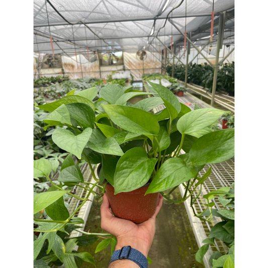 A potted trailing Pothos ‘green queen’ with big trailing green leaves in a brown pot being held by a hand in a green house setting with other plants.