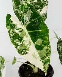 Variegated Alocasia Frydek | Alocasia micholitziana 'Variegata'