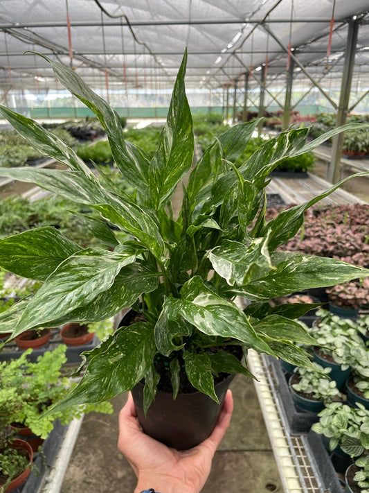 Variegated Peace Lily 'Domino' with dark green leaves and creamy white veins in a black pot.