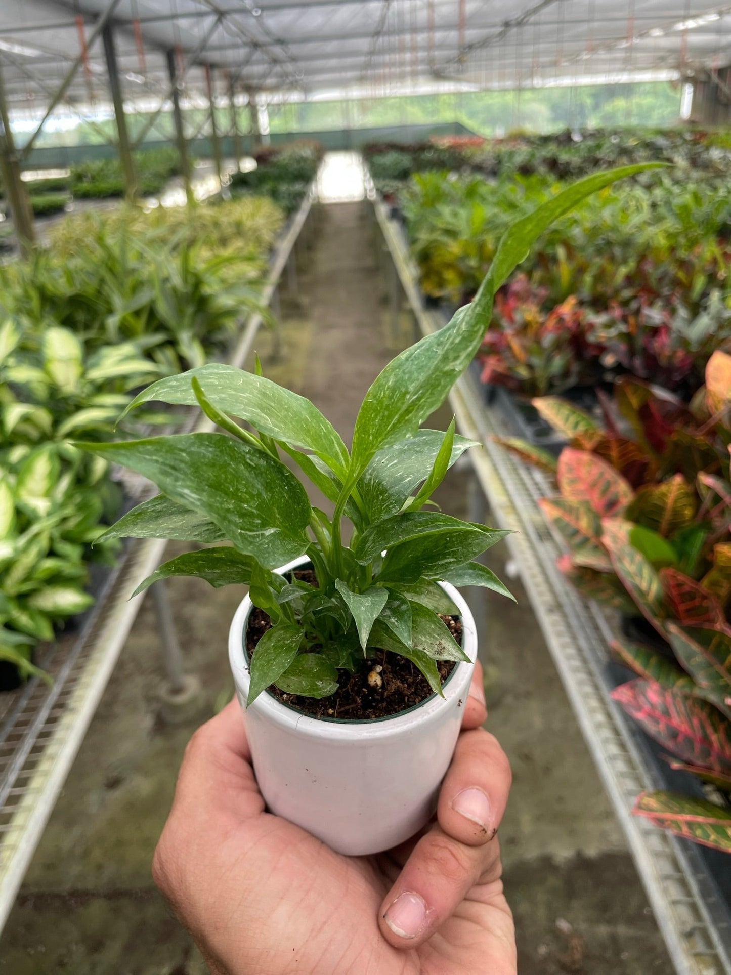 Hand holding a small Variegated Peace Lily 'Domino' in a white pot, showing dark green leaves with white veins.