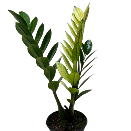 Zamioculcas 'Chameleon' plant in a black nursery pot, with golden-yellow new leaves and deep green mature foliage.