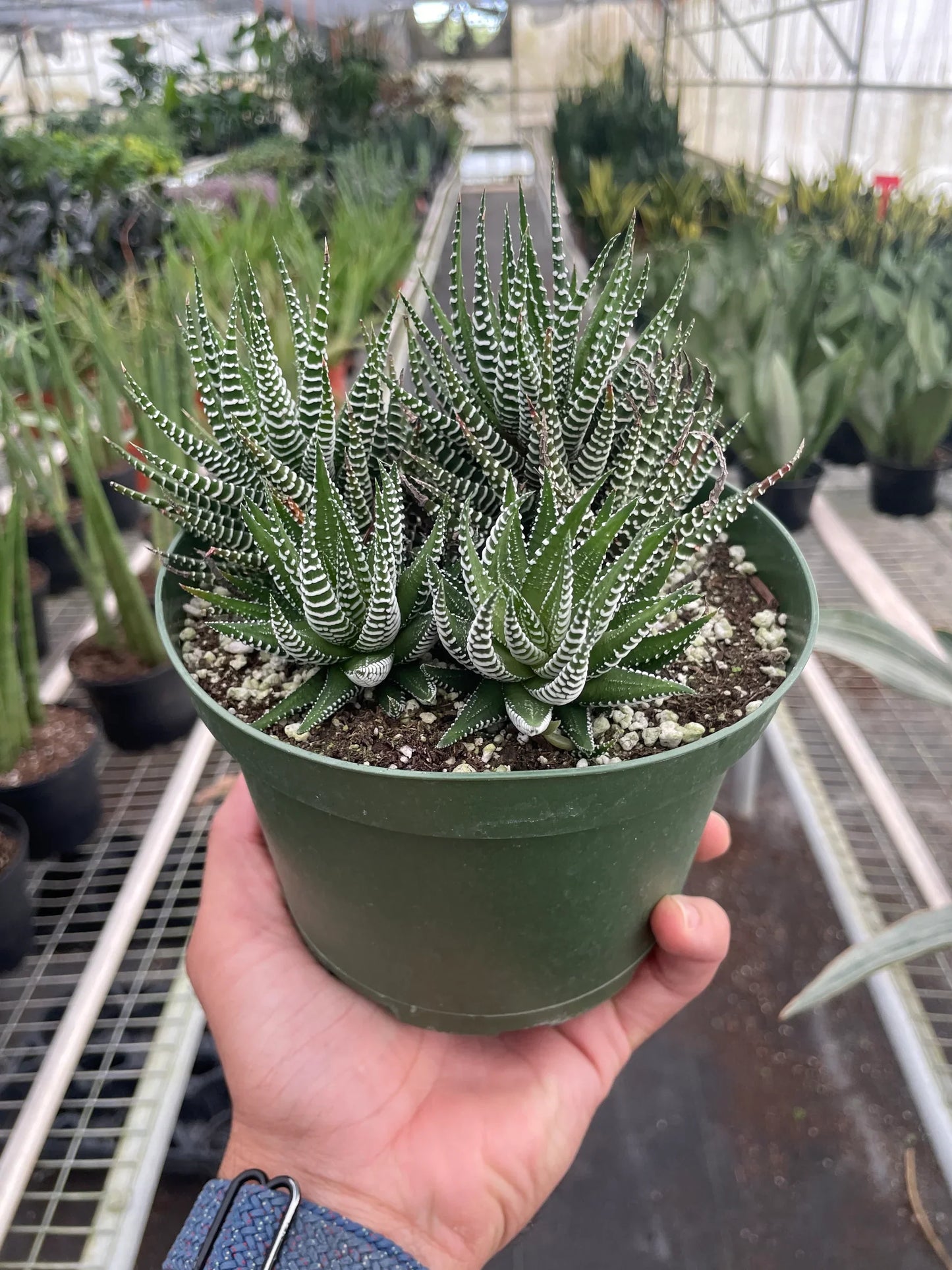 Hand holding a small green potted Zebra Succulent with bold white stripes on dark green, pointed leaves.