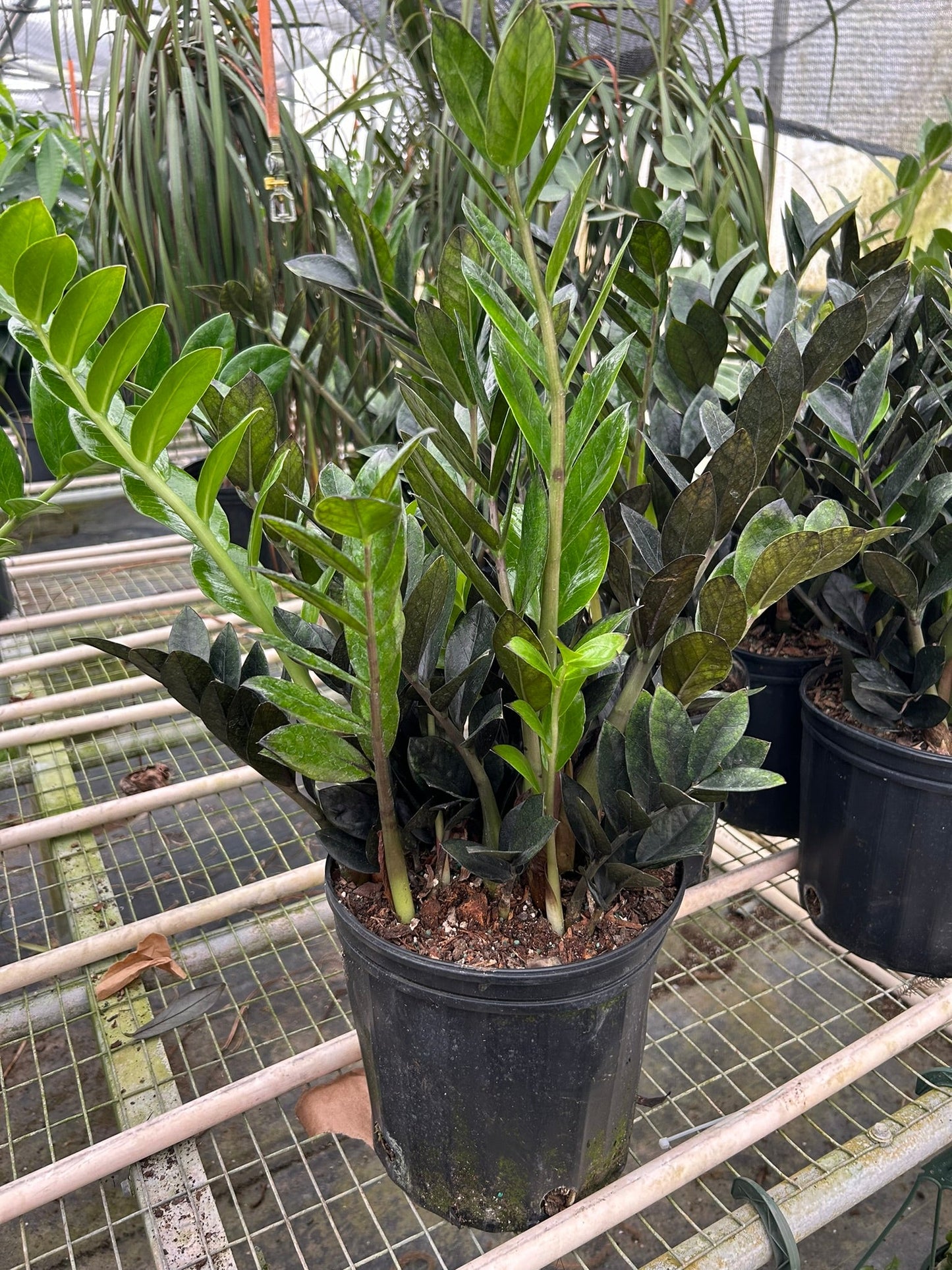 ZZ Black Queen plant in a black pot, showing dark and bright green leaves.