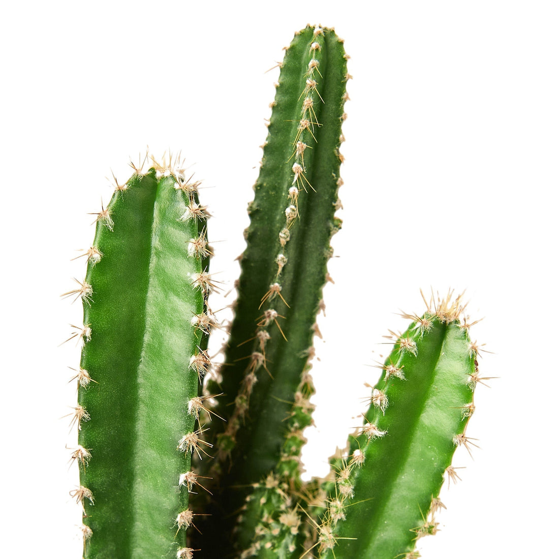 Cactus Care Guide: How to Grow & Care for Indoor Cacti