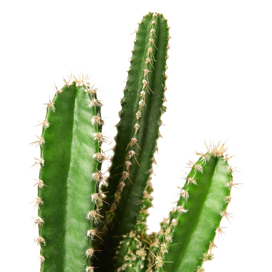 Cactus Care Guide: How to Grow & Care for Indoor Cacti